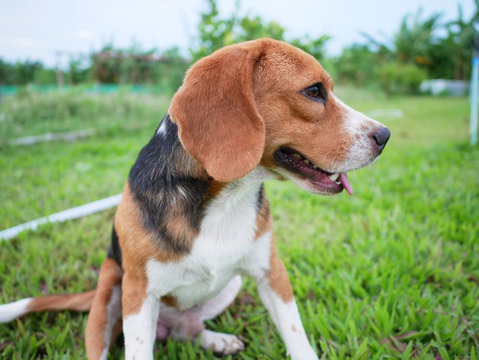 A cuet beagle dog sits on the green grass.