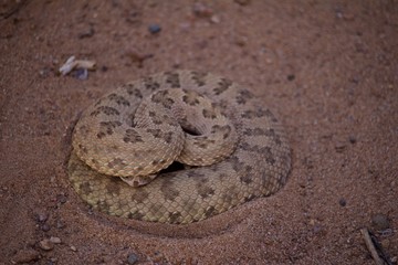 Rattle Snake Coiled in a Defensive Position with its Head Under its Body