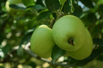 Green apples on a green apple tree