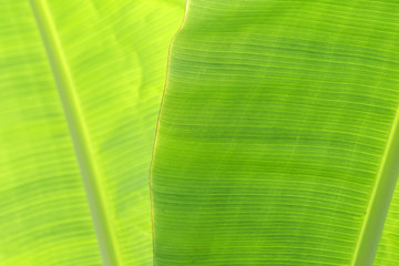 Texture of a green leaf as background 
