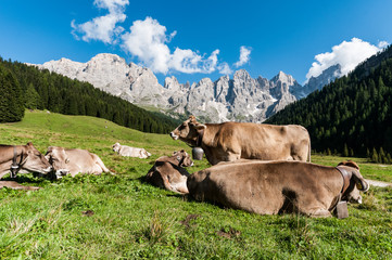Trentino, mucche al pascolo