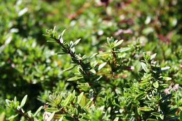 Thymian