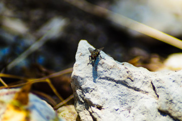 Mosca sulla pietra in montagna