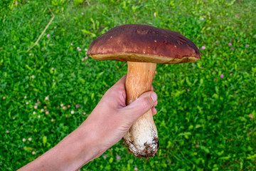 The big porcini(penny bun, cep) mushroom in the men's on  grass background. Brown Boletus Edulis - kind of white mushrooms.
