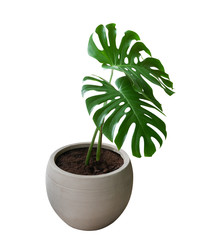 Two green monstera plant leaves with stalk in clay pot, the tropical evergreen vine isolated on...