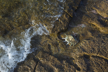 Seashell laying on beach in Egypt. Summer natural background. Horizontal color photography.