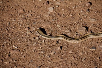 Patchnose Snake Sunning in Morning Light on Gravel Ground