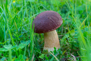 One wild beautifull porcini mushroom growing in a forest. Brown boletus edulis among the grass.