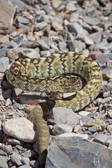 Rattle Snake Coiled Ready to Strike