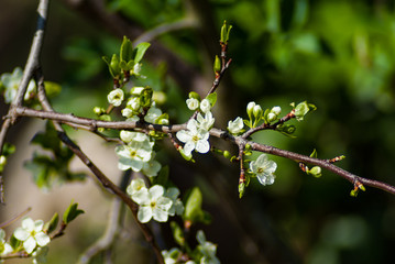 Fiori del pruno