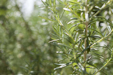 Fototapeta premium Rosemary in herb garden