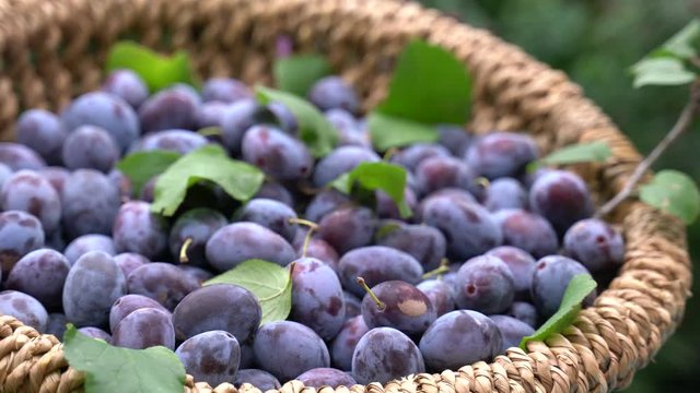 Zwetschgen liegen in einem geflechteten Korb. Bl&auml;tter vom Pflaumenbaum liegen bei den reifen Fr&uuml;chten. Statischer Film mit Zoom IN in Echtzeit.