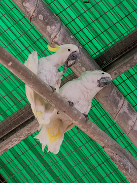 Two white parrots -  white cockatoo - Cacatua galerita - sit on a pipe under the ceiling at the Gan Guru Zoo in Kibbutz Nir David in Israel