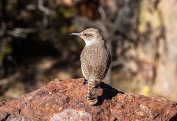 Vogel in Texas