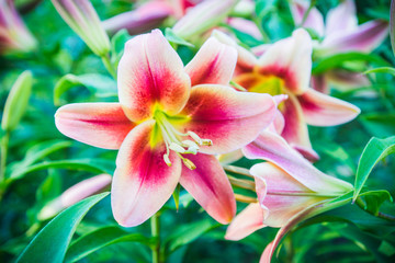 Lily flowers on the garden. Shallow depth of field.