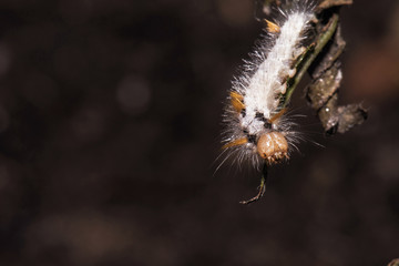 Macro Shot Of Little Fluffy White With Orange Strips Caterpillar