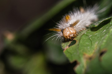 Macro Shot Of Little Fluffy White With Orange Strips Caterpillar