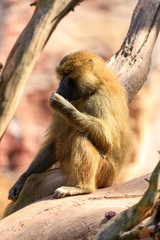 eating baboon