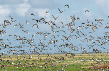 Birds one
