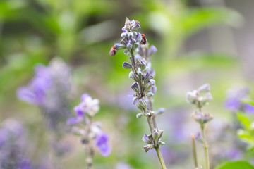 closeup flower purple lavender