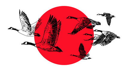 Flying flock of wild geese on a red sun background. Hunting club design. Vector sketch. © Olena
