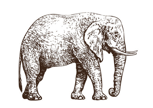 Sketch of walking African elephant. Vintage hand drawn vector.
