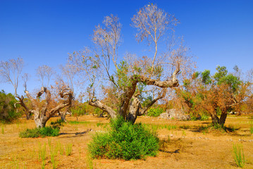 Ancient olive trees of Salento, Apulia, southern Italy