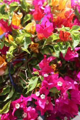 flowers in the garden