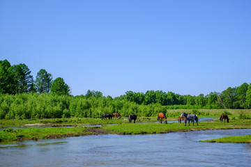 Landscape, small river and wild grazing horses