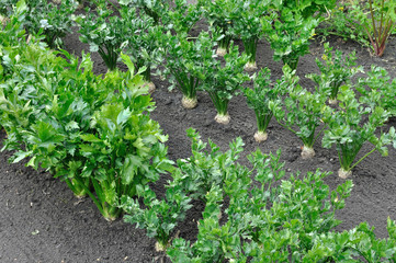 Fototapeta na wymiar close-up of celery plantation (root and leaf vegetables) and parsnip in the vegetable garden, view from above