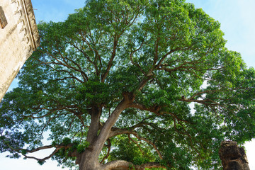 Giant mango tree near Wat Srichum. Beautiful landscape of north side of thailand,
