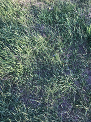 Background of beautiful grass illuminated by the sunset sun