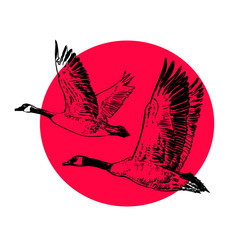 Two wild geese on a red sun background. Sketch style hand drawn vector illustration © Olena