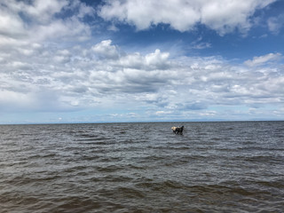 Two beautiful horses coming out of the sea