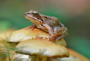 Little frog on mushrooms