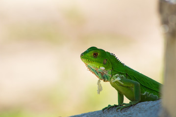 Iguanas en los Llanos Orientales Colombianos