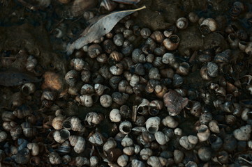 Seashell washed to shore 