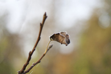 leaf in winter frost