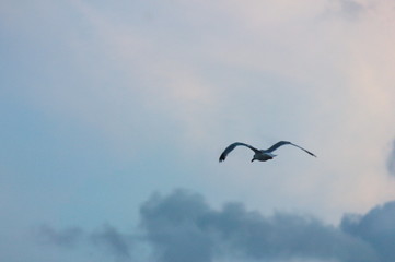 Seagull flying through sunset clouds