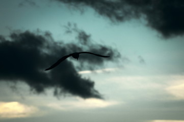 Bird silhouette flying through clouds