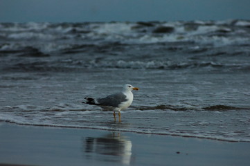 Seagull standing on beach while wave comes