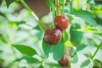Red ripe cherry in the garden. Selective focus. Shallow depth of field.