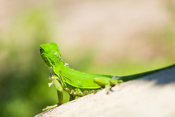 Iguanas en los Llanos Orientales Colombianos