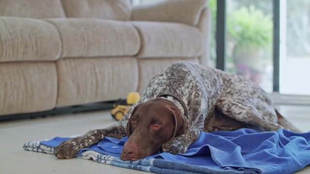 german pointer dog sitting inside a house