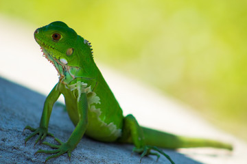 Iguanas en los Llanos Orientales Colombianos