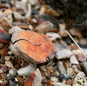 Crabshell