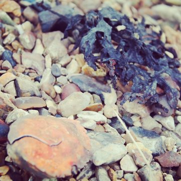 crabshell and seaweed