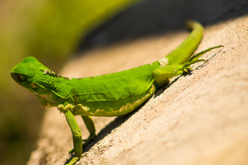 Iguanas en los Llanos Orientales Colombianos