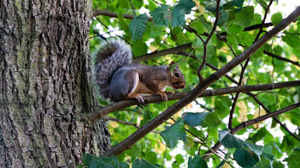 squirrel on tree squirrel tree nature animal park branch green leaves daytime