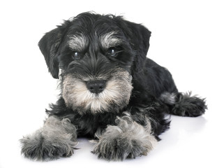 puppy miniature schnauzer